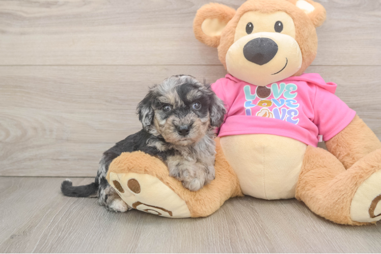 Poochon Puppy for Adoption