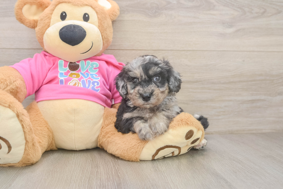 Funny Poochon Poodle Mix Pup