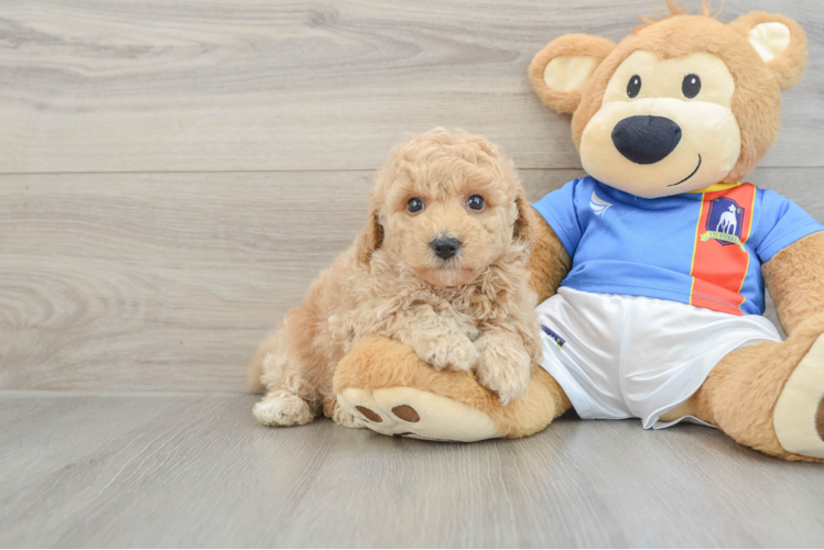 Smart Poochon Poodle Mix Pup