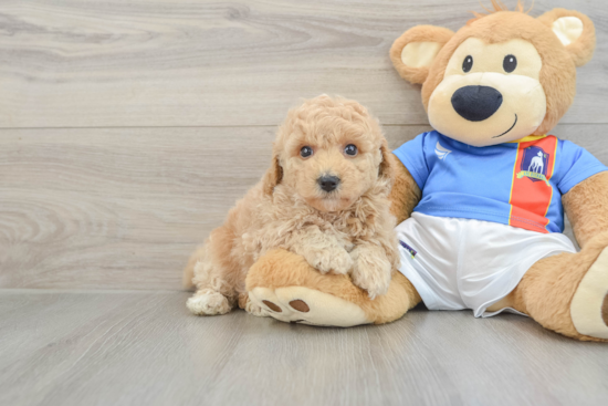 Smart Poochon Poodle Mix Pup