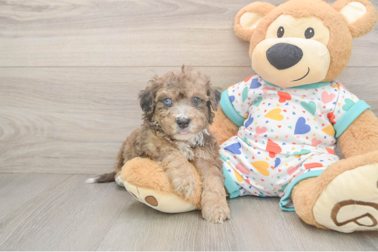 Popular Poochon Poodle Mix Pup