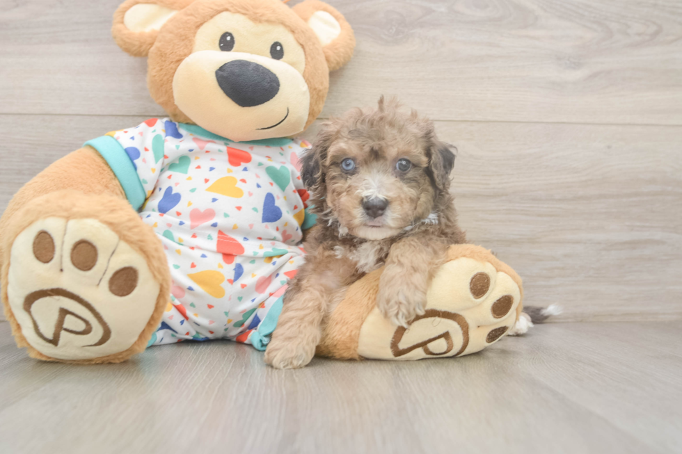 Friendly Poochon Baby