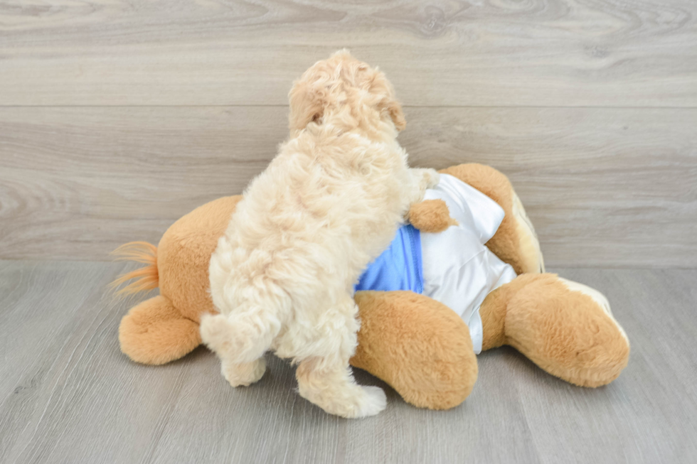 Poochon Pup Being Cute