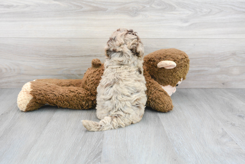 Poochon Puppy for Adoption