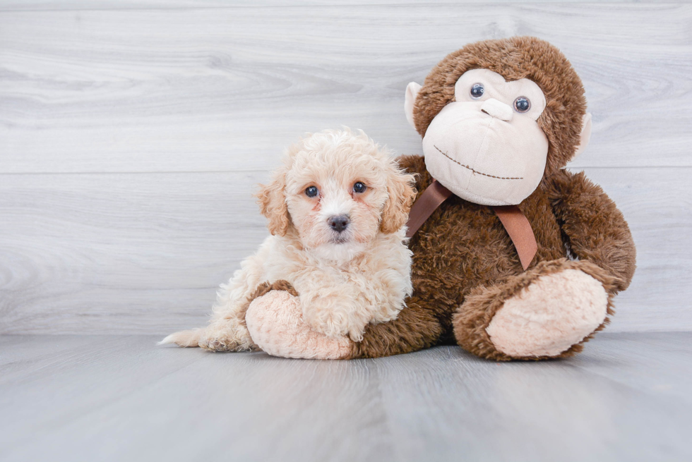 Petite Poochon Poodle Mix Pup