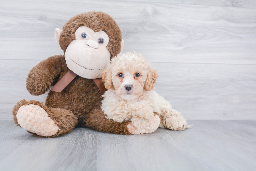 Little Bichpoo Poodle Mix Puppy