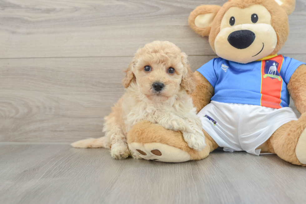 Popular Poochon Poodle Mix Pup