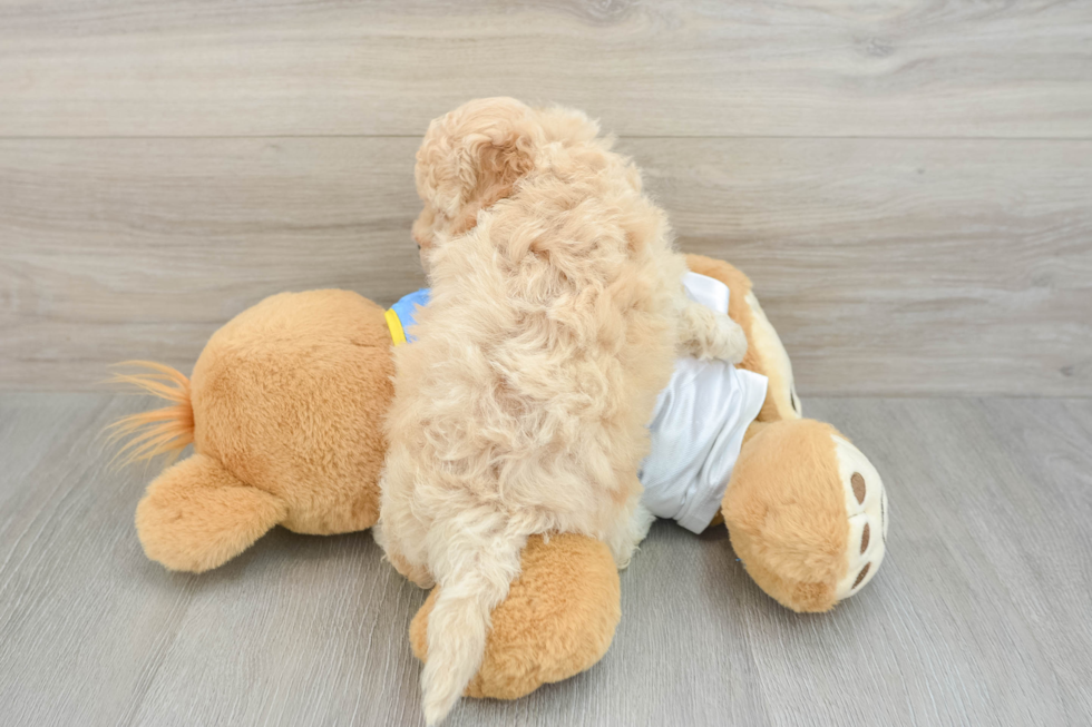 Petite Poochon Poodle Mix Pup