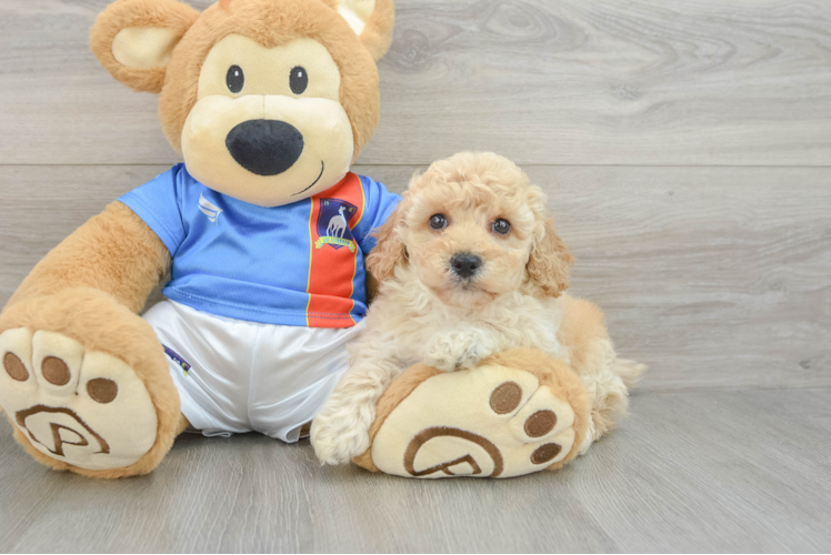 Energetic Bichpoo Poodle Mix Puppy