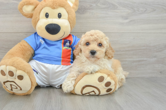 Energetic Bichpoo Poodle Mix Puppy