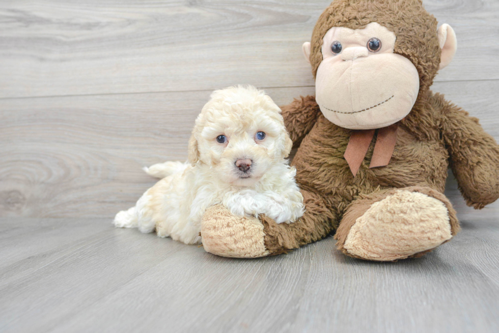 Poochon Pup Being Cute