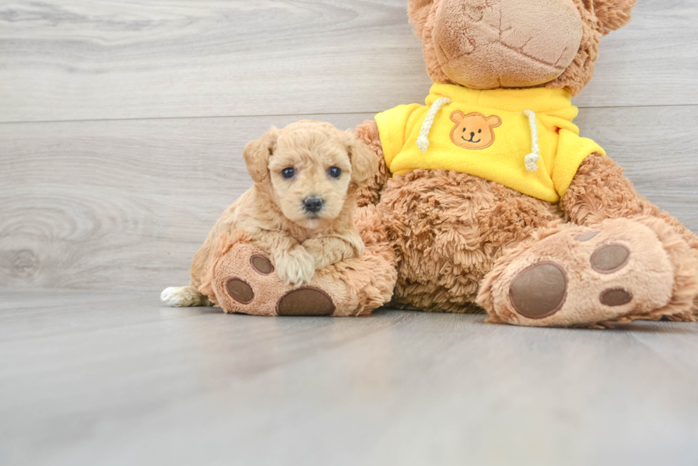 Energetic Bichpoo Poodle Mix Puppy