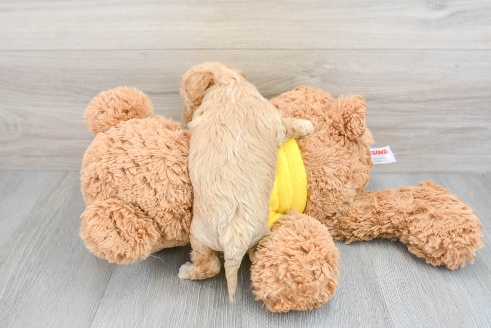 Funny Poochon Poodle Mix Pup