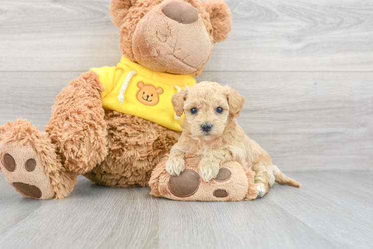 Petite Poochon Poodle Mix Pup