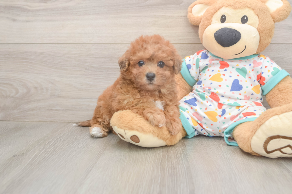 Poochon Pup Being Cute