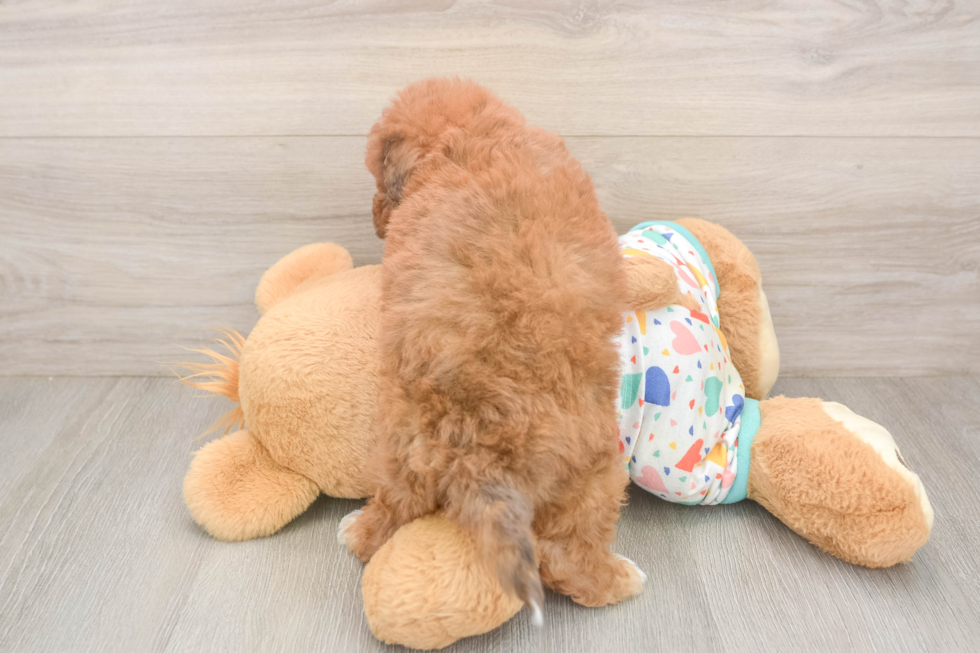 Poochon Puppy for Adoption