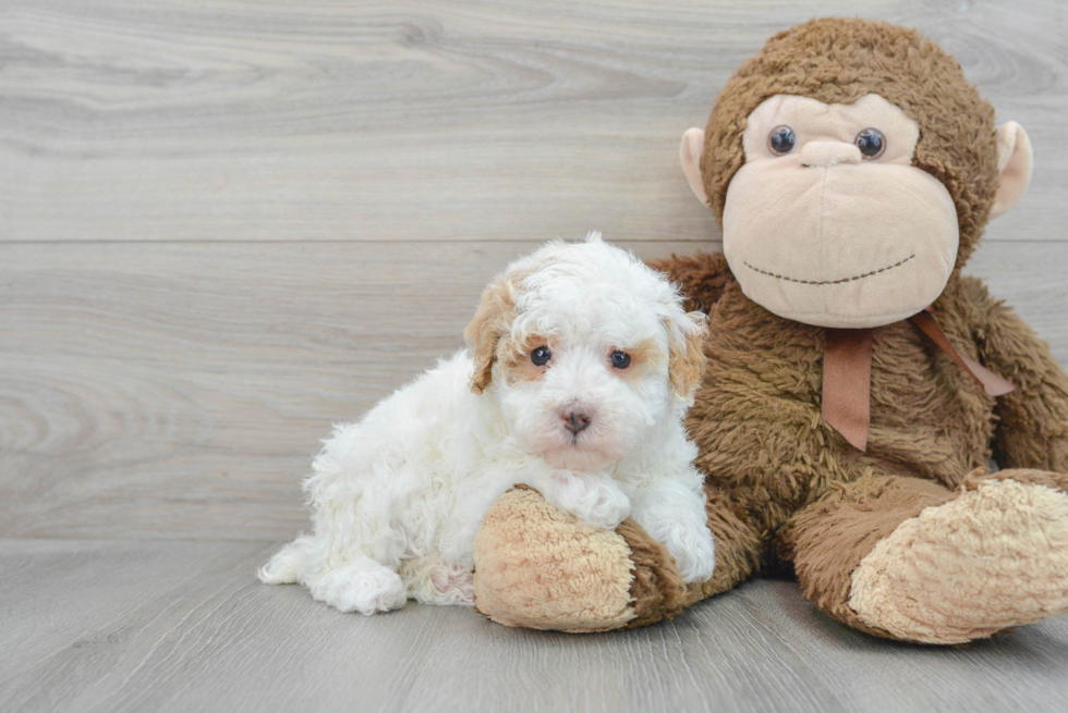 Little Poodle Purebred Pup