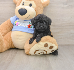 5 week old Poodle Puppy For Sale - Premier Pups