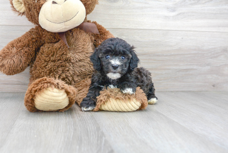 Friendly Poodle Purebred Pup