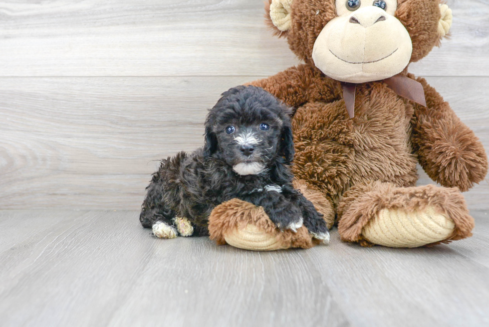 Hypoallergenic Poodle Purebred Pup