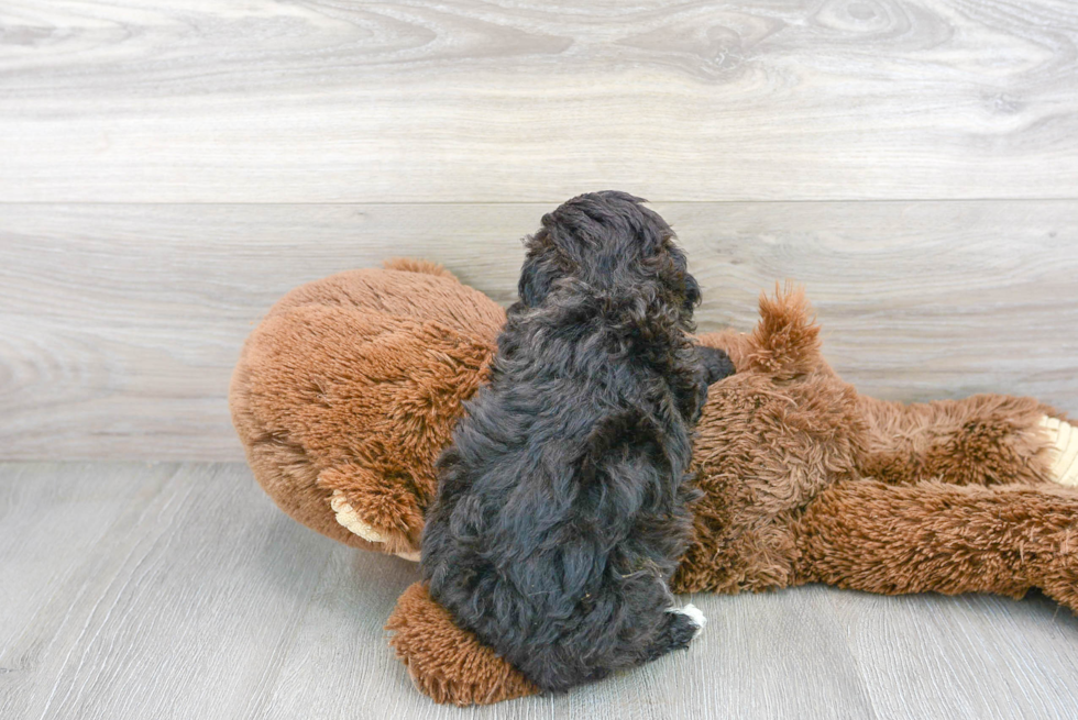 Poodle Pup Being Cute