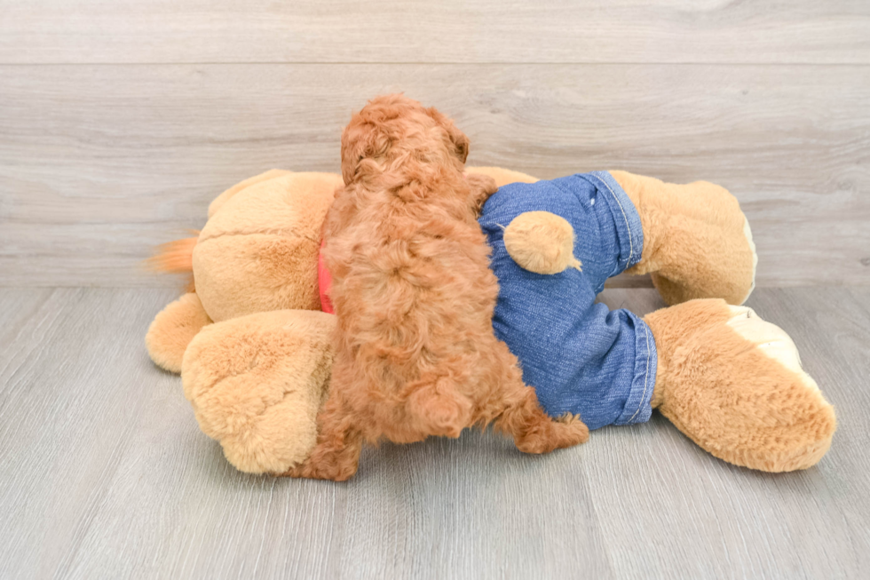 Happy Pooodle Purebred Puppy