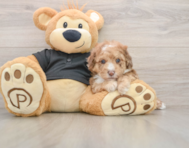 5 week old Poodle Puppy For Sale - Premier Pups