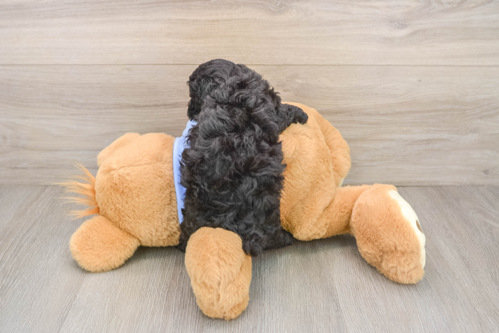 Little Poodle Baby