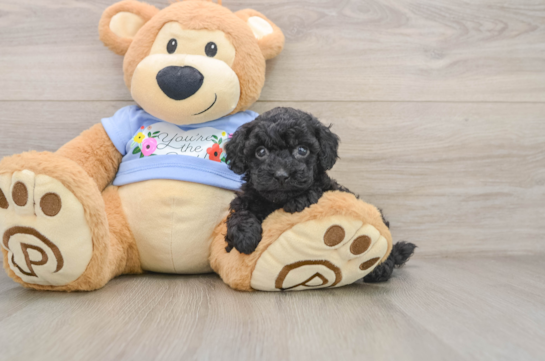 Akc Registered Poodle Baby
