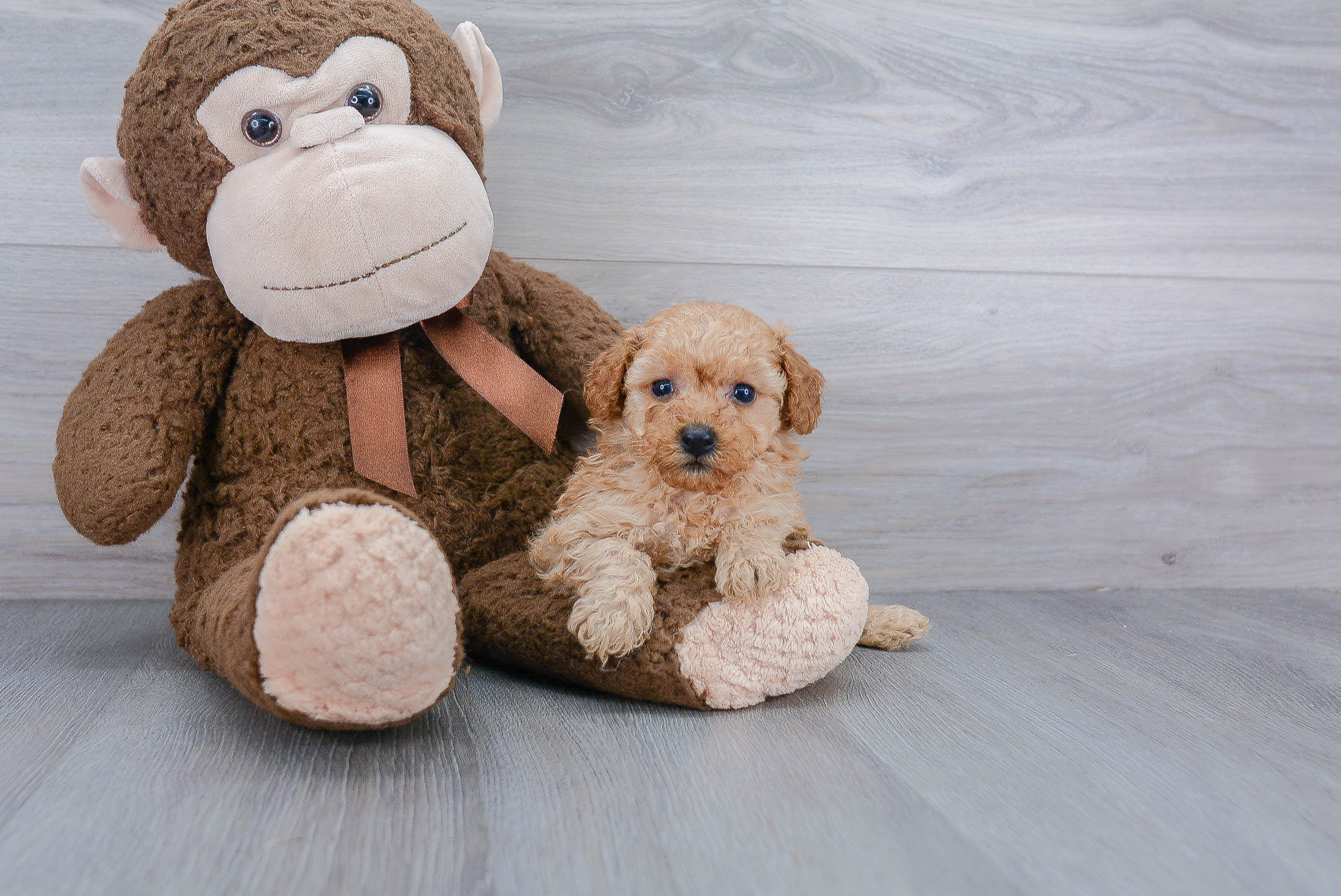 Small Poodle Baby