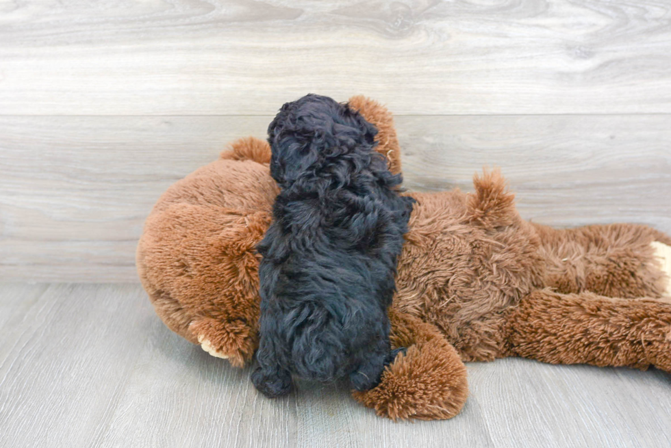 Hypoallergenic Poodle Purebred Pup