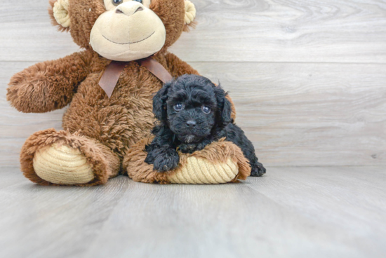 Poodle Puppy for Adoption