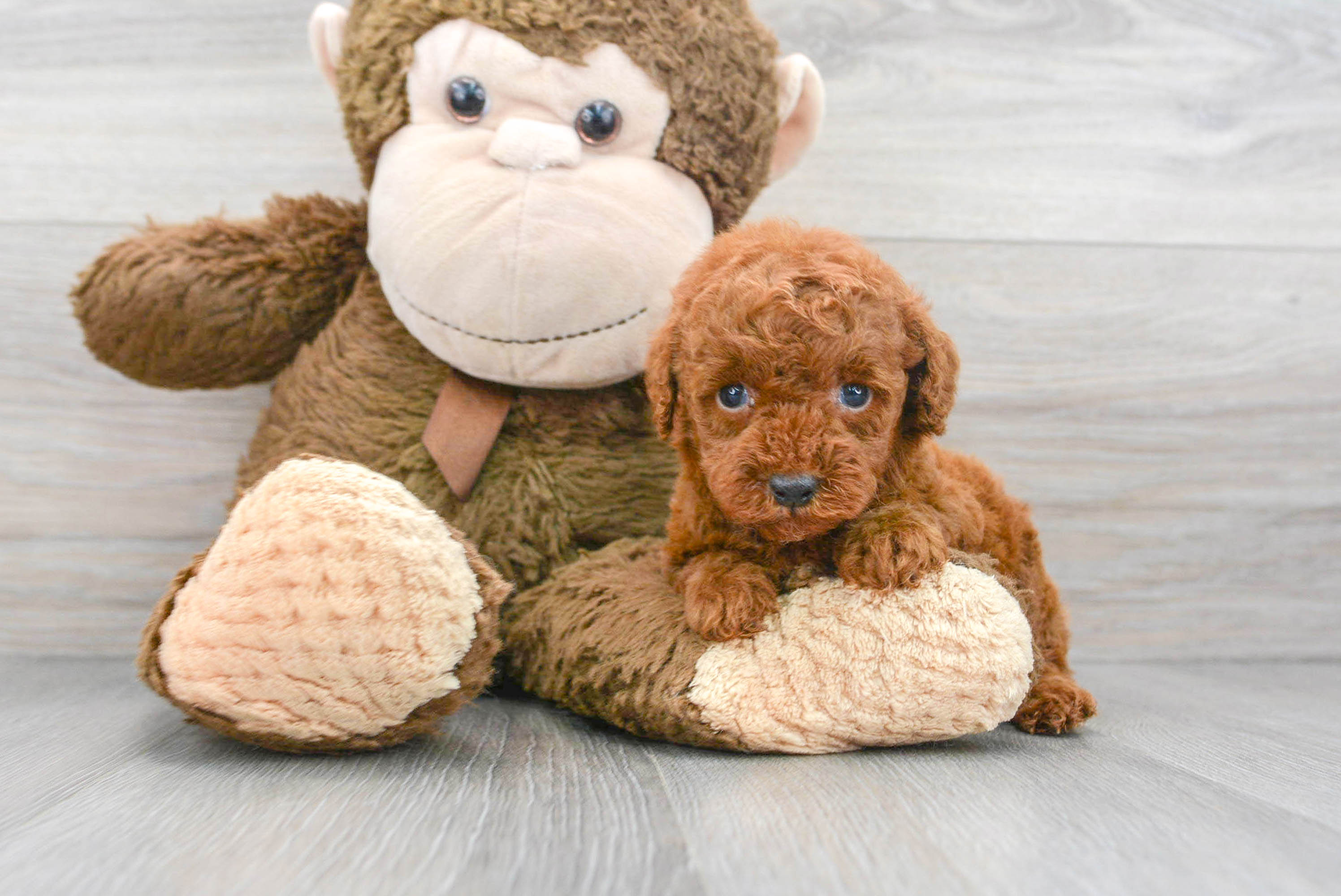 Best Poodle Baby