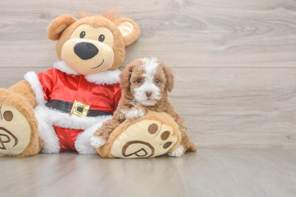 Poodle Pup Being Cute