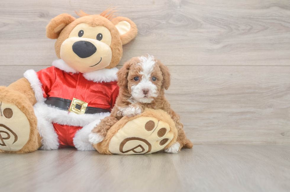 6 week old Poodle Puppy For Sale - Premier Pups