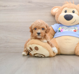 7 week old Poodle Puppy For Sale - Premier Pups