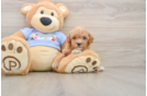 Fluffy Caniche Purebred Puppy