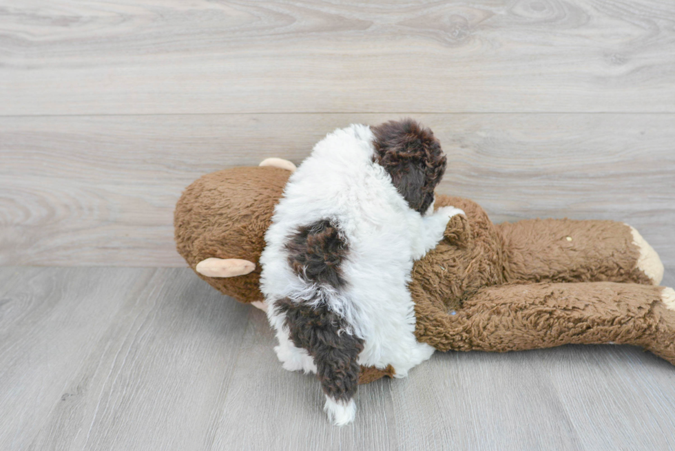 Adorable Pudle Purebred Puppy