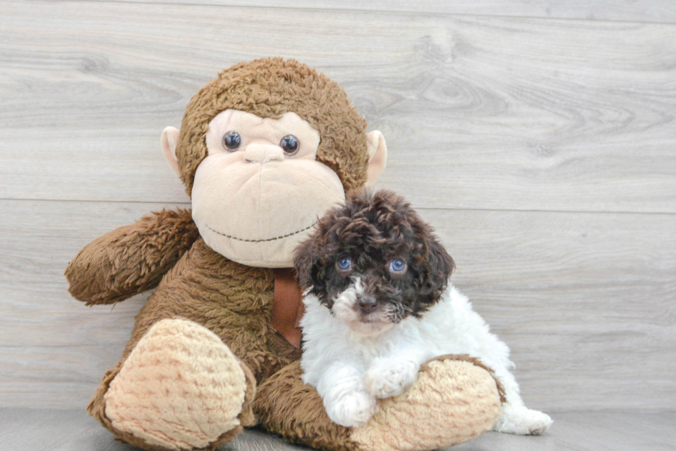 Poodle Pup Being Cute