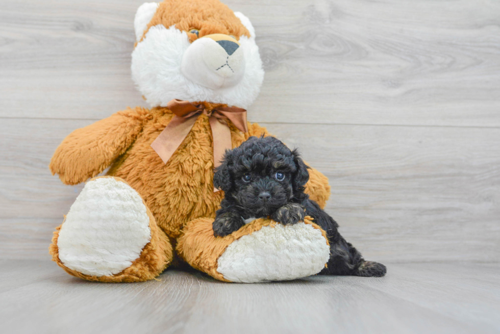 Popular Poodle Purebred Pup