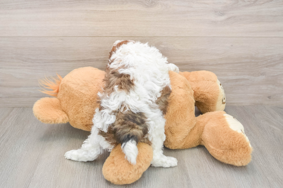 Poodle Puppy for Adoption