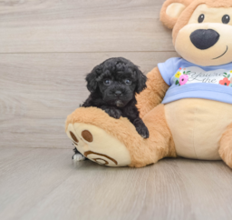 7 week old Poodle Puppy For Sale - Premier Pups