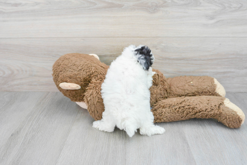 Playful Poodle Purebred Pup