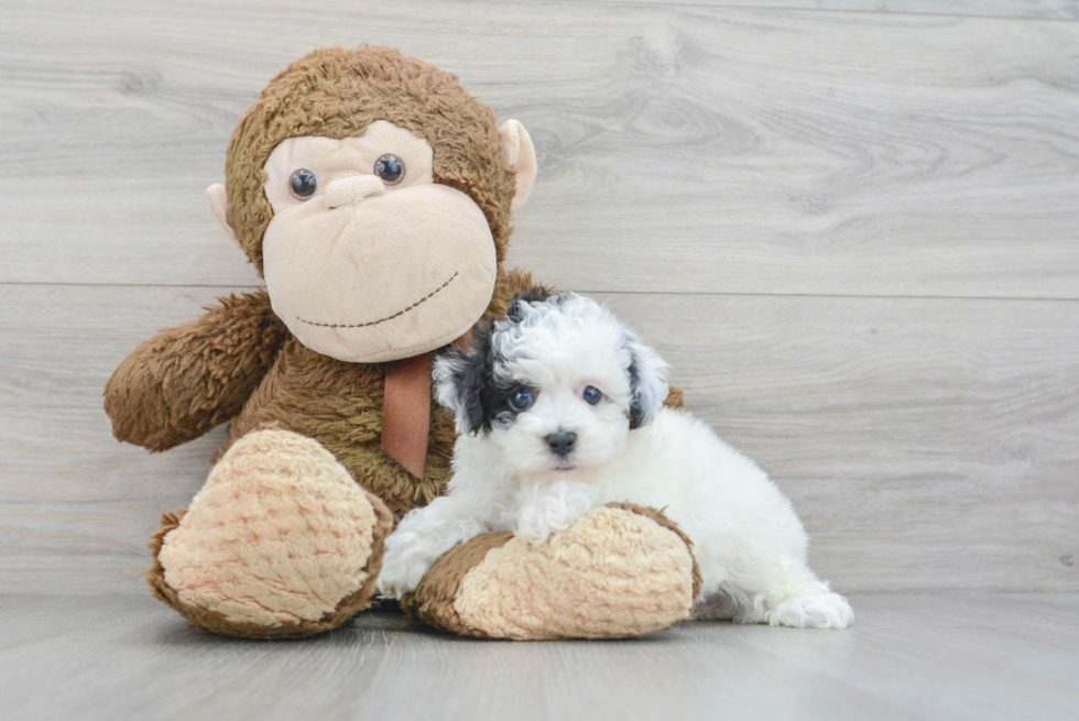 Poodle Puppy for Adoption