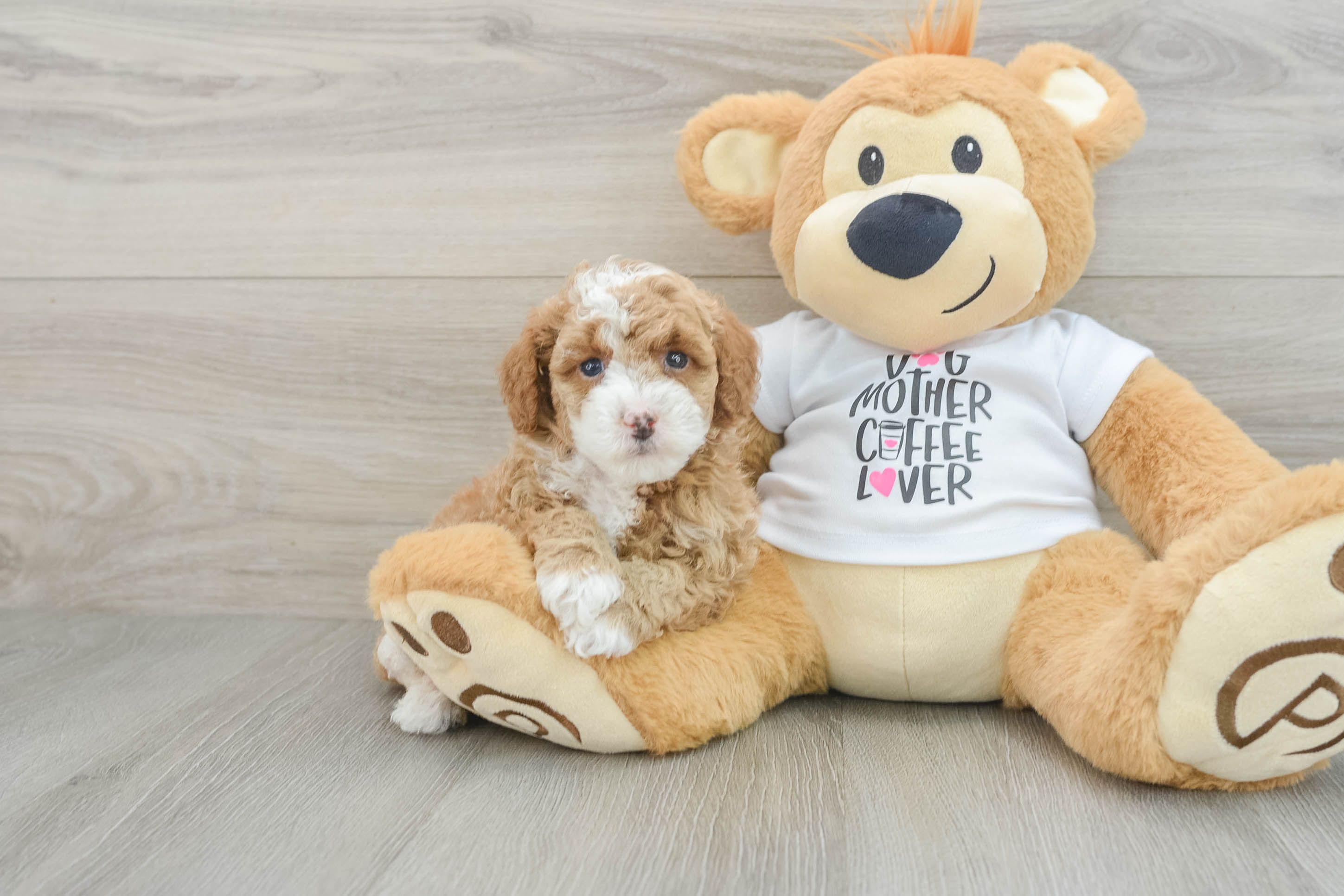 Small Poodle Purebred Pup