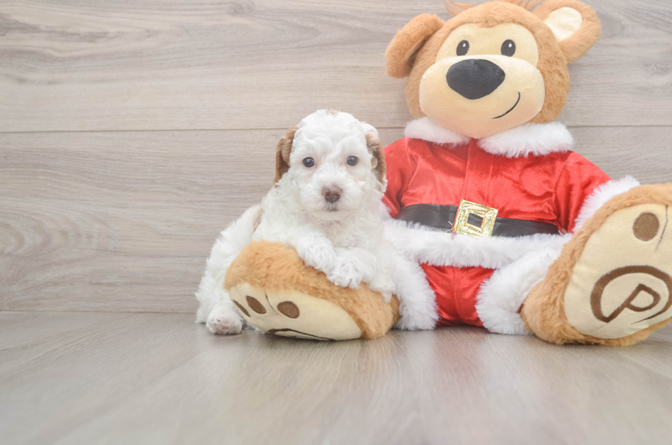 6 week old Poodle Puppy For Sale - Premier Pups