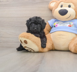 7 week old Poodle Puppy For Sale - Premier Pups