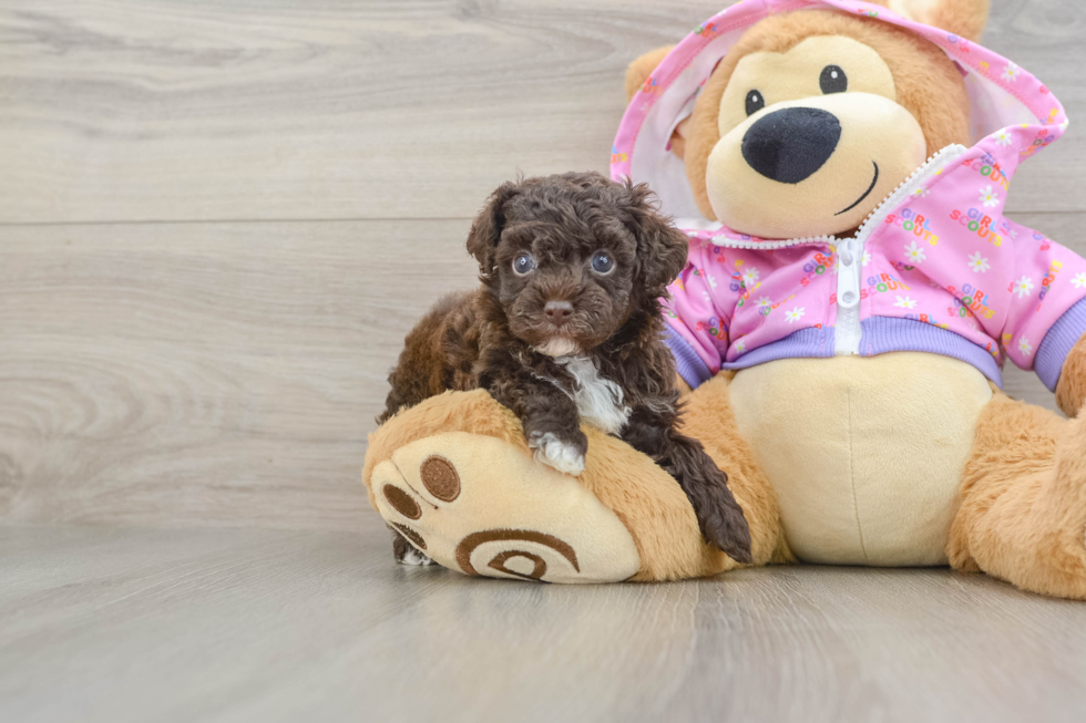 Popular Poodle Purebred Pup