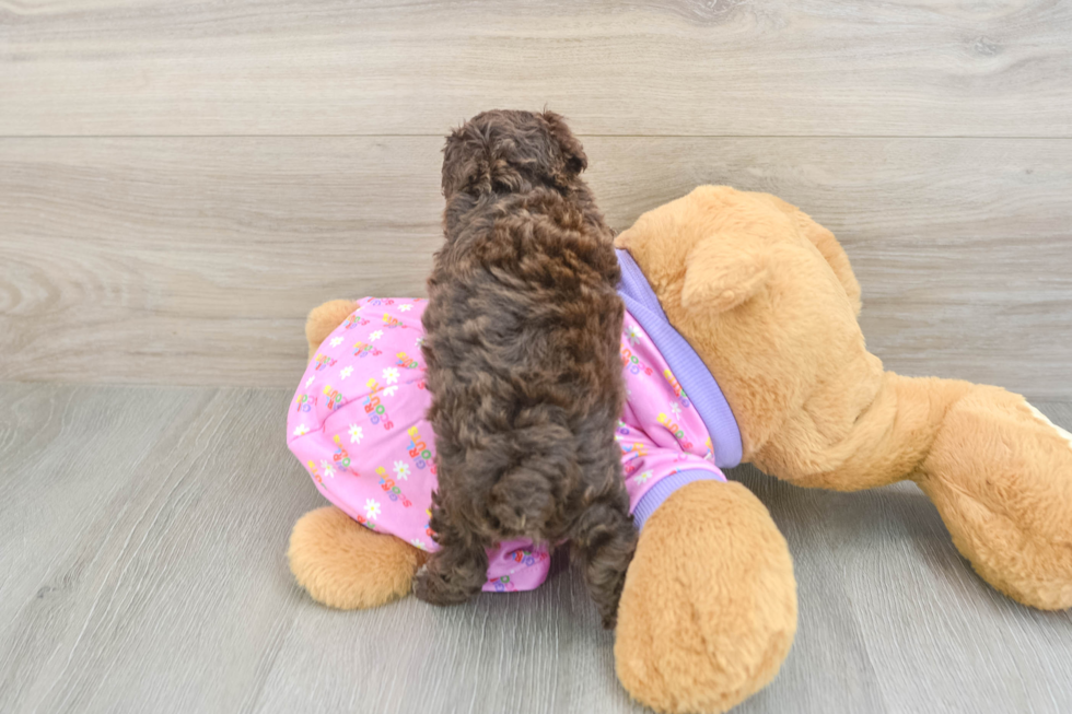 Smart Pudel Purebred Puppy