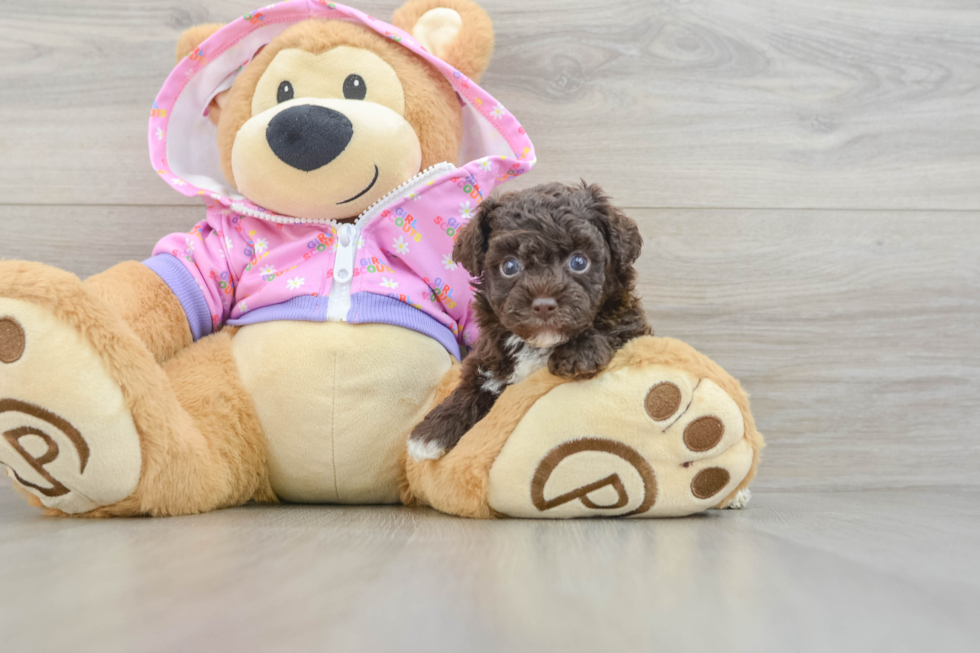 Poodle Pup Being Cute